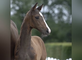 Westfaliano, Caballo castrado, 4 años, Castaño