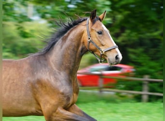 Westfaliano, Caballo castrado, 4 años, Castaño