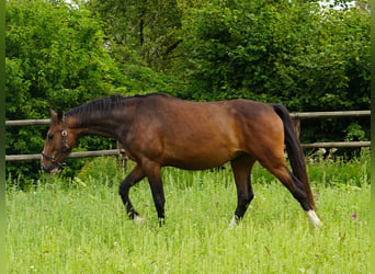 Westfaliano, Caballo castrado, 4 años, Castaño