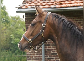 Westfaliano, Caballo castrado, 4 años, Castaño