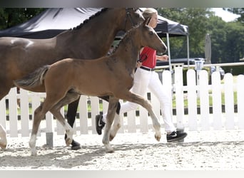 Westfaliano, Caballo castrado, 4 años, Castaño