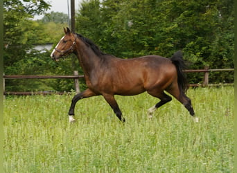 Westfaliano, Caballo castrado, 4 años, Castaño