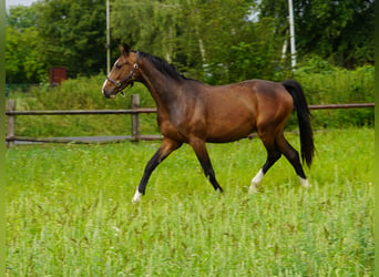 Westfaliano, Caballo castrado, 4 años, Castaño