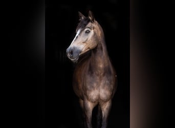 Westfaliano, Caballo castrado, 5 años, 145 cm, Buckskin/Bayo