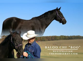 Westfaliano, Caballo castrado, 5 años, 152 cm, Negro