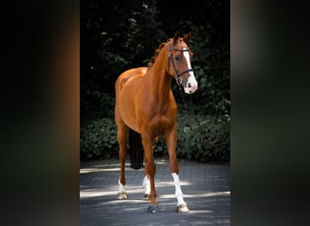 Westfaliano, Caballo castrado, 5 años, 155 cm, Alazán
