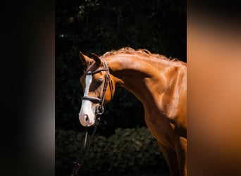 Westfaliano, Caballo castrado, 5 años, 155 cm, Alazán