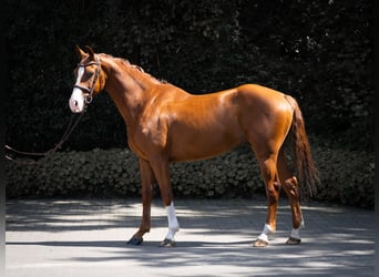 Westfaliano, Caballo castrado, 5 años, 155 cm, Alazán