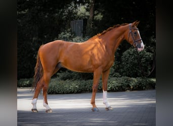 Westfaliano, Caballo castrado, 5 años, 155 cm, Alazán