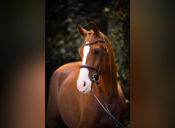 Westfaliano, Caballo castrado, 5 años, 155 cm, Alazán