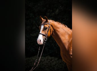 Westfaliano, Caballo castrado, 5 años, 155 cm, Alazán