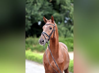 Westfaliano, Caballo castrado, 5 años, 162 cm, Alazán