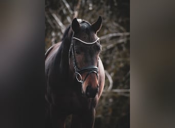 Westfaliano, Caballo castrado, 5 años, 162 cm, Castaño