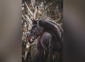 Westfaliano, Caballo castrado, 5 años, 162 cm, Castaño