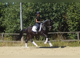 Westfaliano, Caballo castrado, 5 años, 162 cm, Morcillo