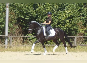 Westfaliano, Caballo castrado, 5 años, 162 cm, Morcillo