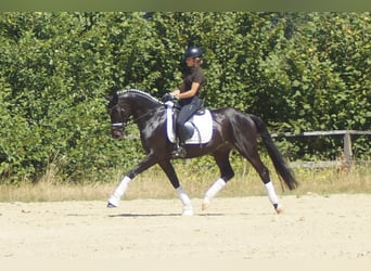 Westfaliano, Caballo castrado, 5 años, 162 cm, Morcillo