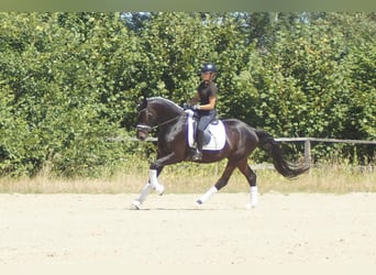Westfaliano, Caballo castrado, 5 años, 162 cm, Morcillo