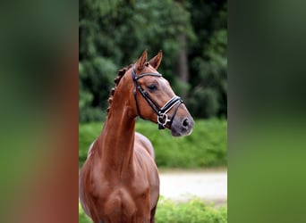 Westfaliano, Caballo castrado, 5 años, 163 cm, Alazán