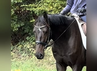Westfaliano, Caballo castrado, 5 años, 163 cm, Castaño oscuro