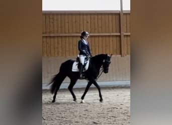 Westfaliano, Caballo castrado, 5 años, 163 cm, Castaño oscuro