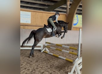 Westfaliano, Caballo castrado, 5 años, 163 cm, Castaño oscuro