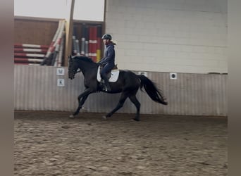 Westfaliano, Caballo castrado, 5 años, 163 cm, Castaño oscuro