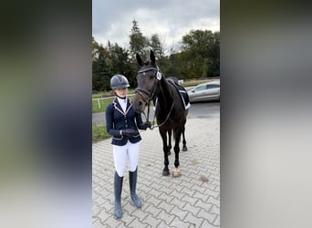 Westfaliano, Caballo castrado, 5 años, 163 cm, Castaño oscuro