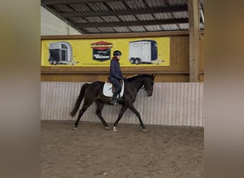 Westfaliano, Caballo castrado, 5 años, 163 cm, Castaño oscuro