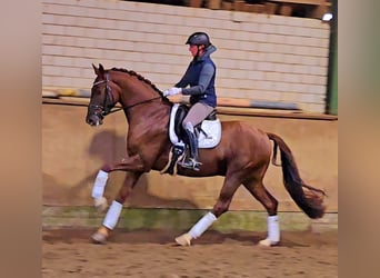 Westfaliano, Caballo castrado, 5 años, 164 cm, Alazán-tostado