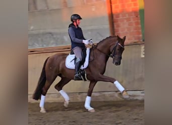 Westfaliano, Caballo castrado, 5 años, 164 cm, Alazán-tostado