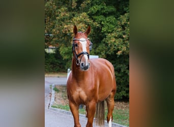 Westfaliano, Caballo castrado, 5 años, 165 cm, Alazán