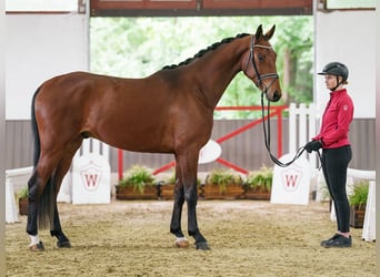 Westfaliano, Caballo castrado, 5 años, 165 cm, Castaño