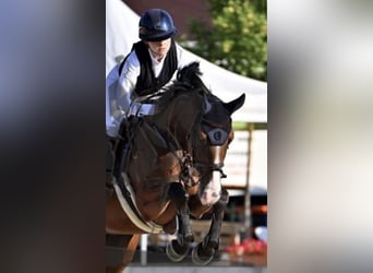 Westfaliano, Caballo castrado, 5 años, 165 cm, Castaño