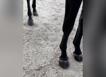 Westfaliano, Caballo castrado, 5 años, 165 cm, Negro