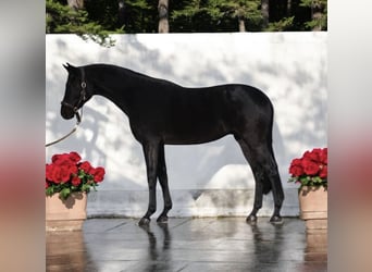 Westfaliano, Caballo castrado, 5 años, 165 cm, Negro