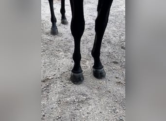 Westfaliano, Caballo castrado, 5 años, 165 cm, Negro