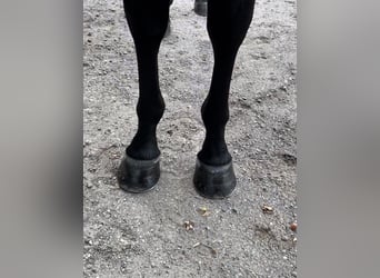 Westfaliano, Caballo castrado, 5 años, 165 cm, Negro