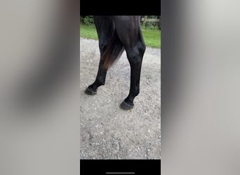 Westfaliano, Caballo castrado, 5 años, 165 cm, Negro