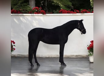 Westfaliano, Caballo castrado, 5 años, 165 cm, Negro