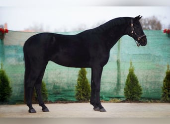 Westfaliano, Caballo castrado, 5 años, 165 cm, Negro