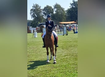 Westfaliano, Caballo castrado, 5 años, 166 cm, Alazán