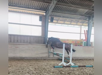Westfaliano, Caballo castrado, 5 años, 166 cm, Castaño