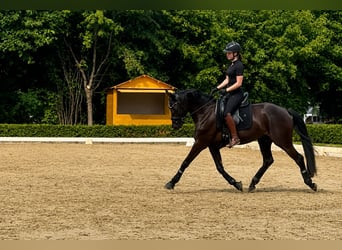 Westfaliano, Caballo castrado, 5 años, 166 cm, Negro