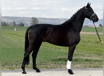 Westfaliano, Caballo castrado, 5 años, 166 cm, Negro