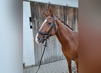 Westfaliano, Caballo castrado, 5 años, 167 cm, Alazán