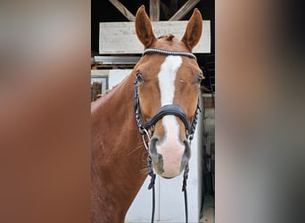 Westfaliano, Caballo castrado, 5 años, 167 cm, Alazán