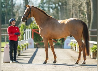 Westfaliano, Caballo castrado, 5 años, 167 cm, Alazán