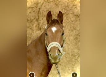 Westfaliano, Caballo castrado, 5 años, 167 cm, Alazán