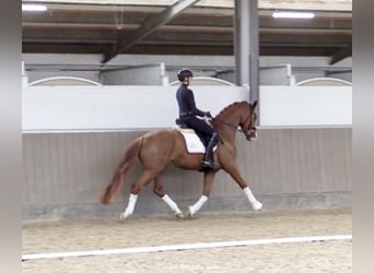 Westfaliano, Caballo castrado, 5 años, 167 cm, Alazán-tostado